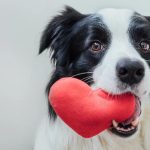 انواع بیماری قلبی سگ