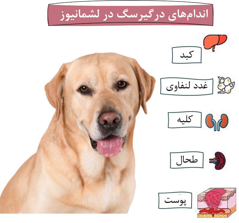 لیشمانیا در سگ; علت، علائم و درمان