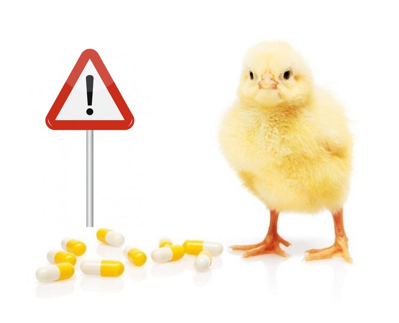 بیماری پاستورلوز یا وبای طیور؛ از علت تا درمان