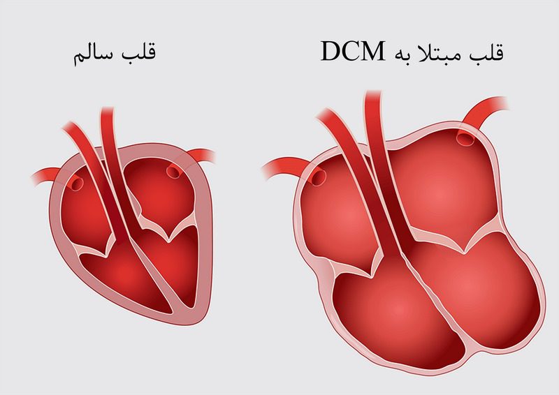 انواع بیماری قلبی سگ