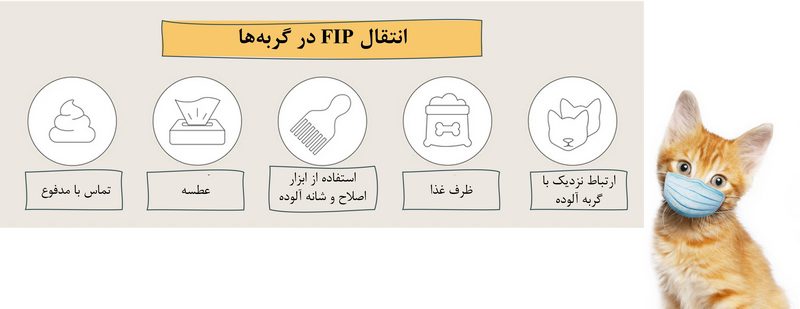 بیماری پریتونیت عفونی گربه سانان (FIP); از علت تا درمان