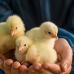 نقش سیستم ایمنی در کنترل کوکسیدیوز طیور