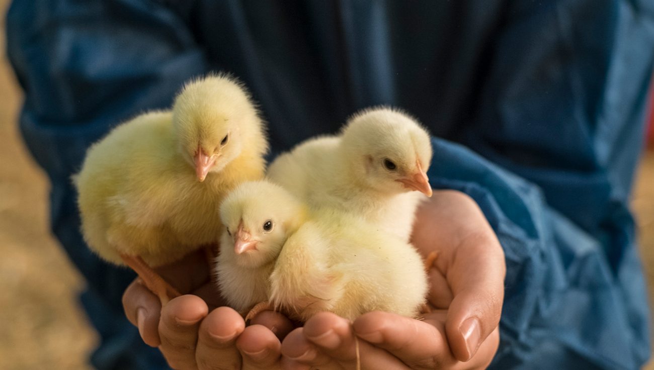 نقش سیستم ایمنی در کنترل کوکسیدیوز طیور