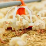 کوکسیدیوز، لاکتوباسیل ها و سیستم ایمنی