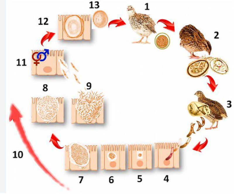 مدیریت کوکسیدیوز در گله های بلدرچین
