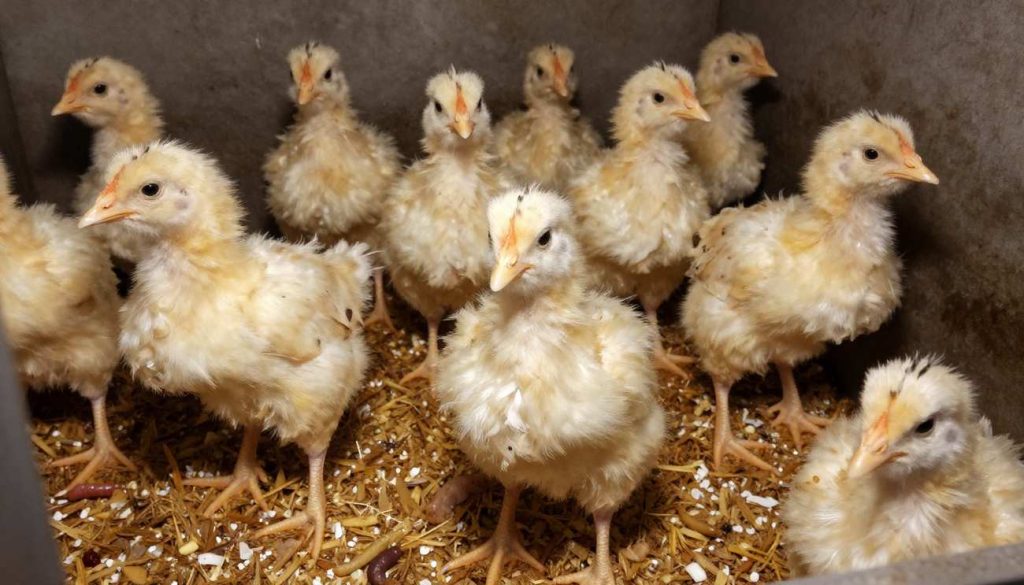 فراوانی بیماری کوکسیدیوز در فصل سرما