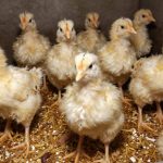 فراوانی بیماری کوکسیدیوز در فصل سرما