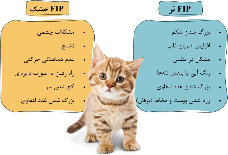 بیماری پریتونیت عفونی گربه سانان (FIP); از علت تا درمان