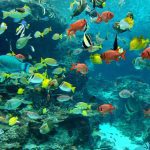 تاثیر استرس های محیطی بر بیماری های ماهی