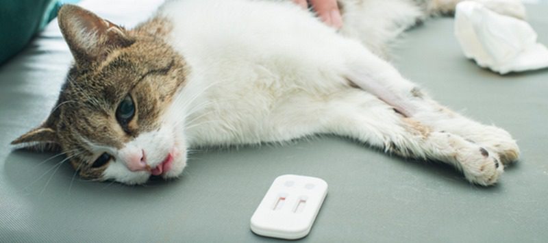 سرطان خون، FeLV یا لوسمی گربهها; از علت تا درمان