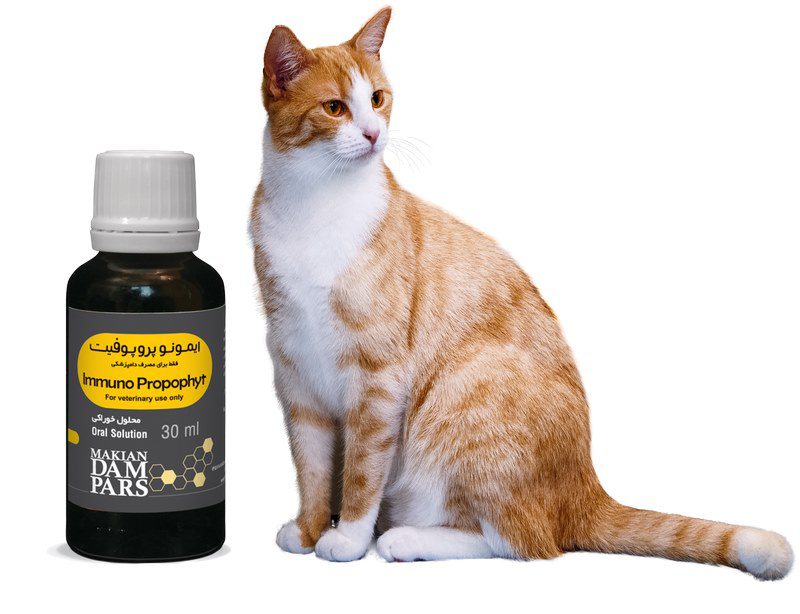 سرطان خون، FeLV یا لوسمی گربهها; از علت تا درمان