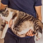 بیماری پریتونیت عفونی گربه سانان (FIP); از علت تا درمان