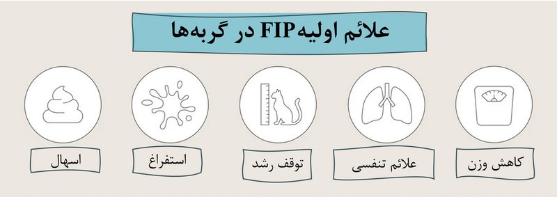 بیماری پریتونیت عفونی گربه سانان (FIP); از علت تا درمان