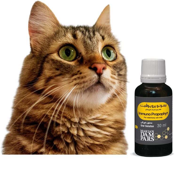 بیماری پریتونیت عفونی گربه سانان (FIP); از علت تا درمان