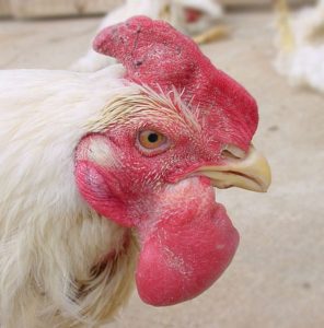 بیماری پاستورلوز یا وبای طیور؛ از علت تا درمان