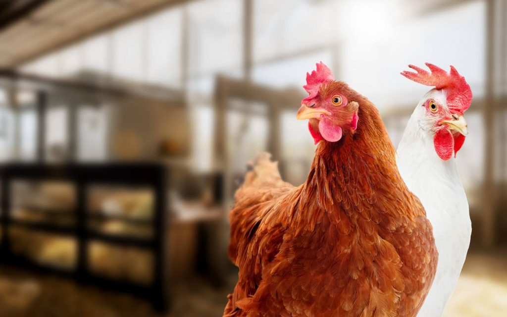 بیماری پاستورلوز یا وبای طیور؛ از علت تا درمان