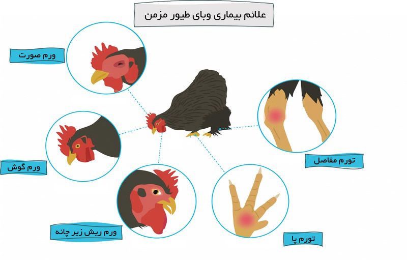 بیماری پاستورلوز یا وبای طیور؛ از علت تا درمان
