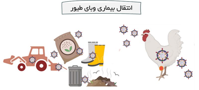 بیماری پاستورلوز یا وبای طیور؛ از علت تا درمان