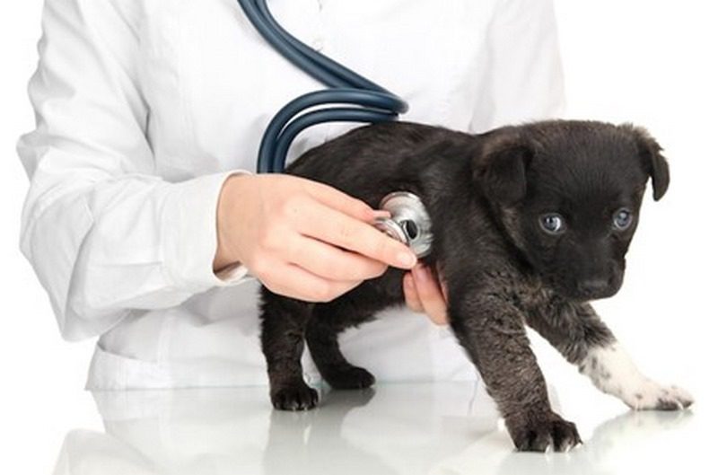 انواع بیماری قلبی سگ