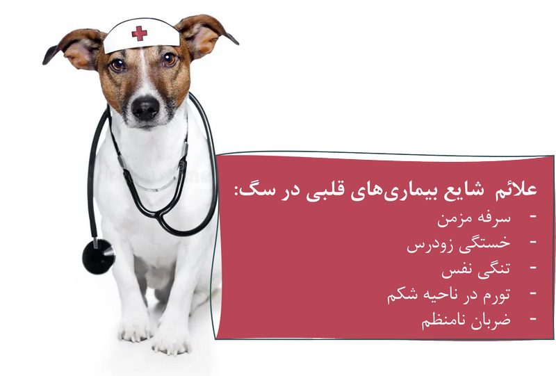 انواع بیماری قلبی سگ