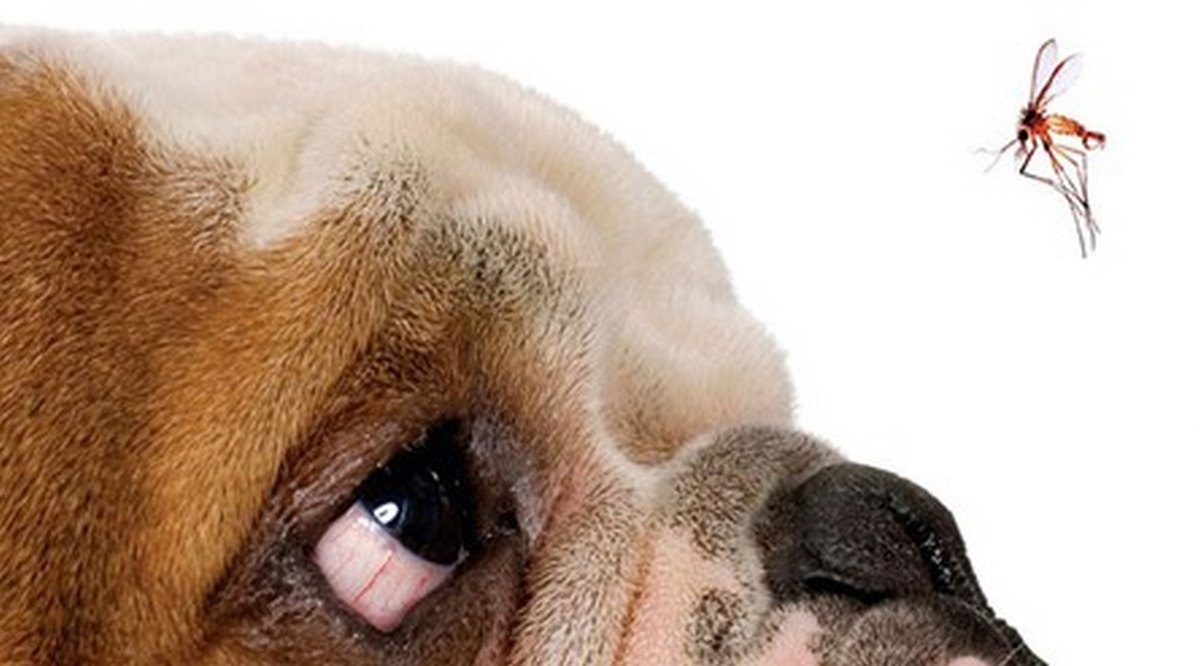 لیشمانیا در سگ; علت، علائم و درمان