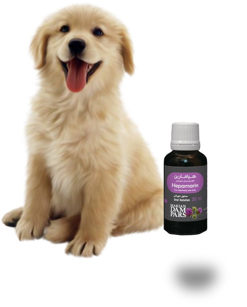 لیشمانیا در سگ; علت، علائم و درمان