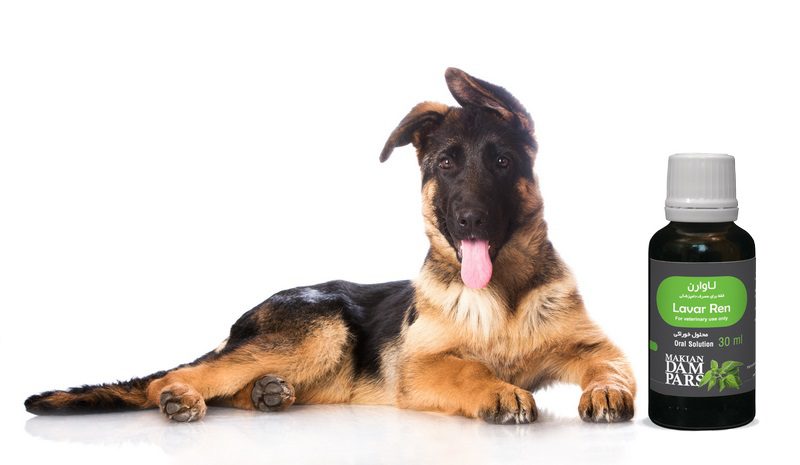 لیشمانیا در سگ; علت، علائم و درمان