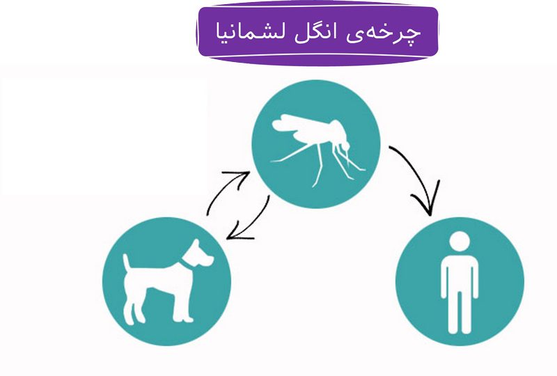 لیشمانیا در سگ; علت، علائم و درمان