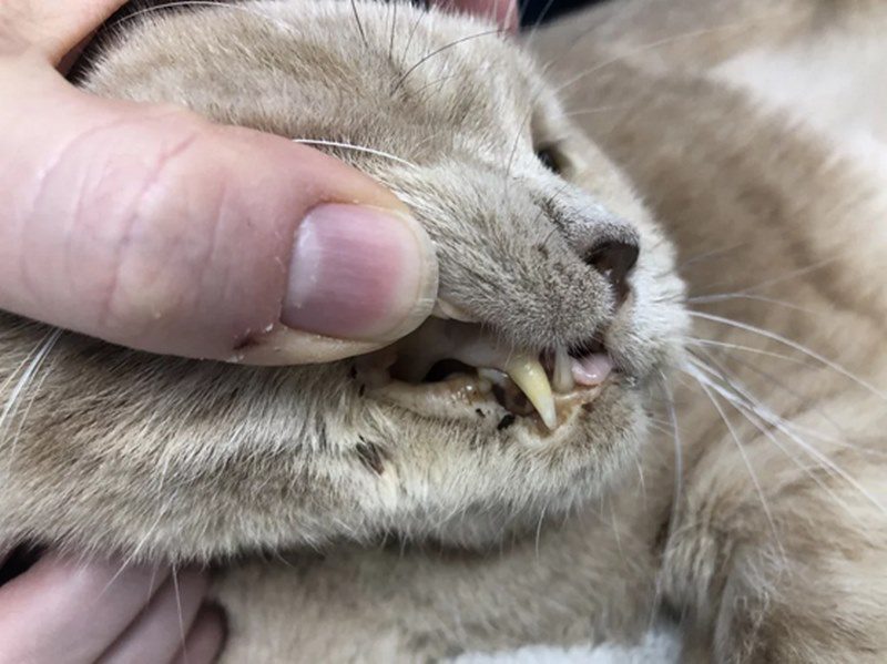 سرطان خون، FeLV یا لوسمی گربهها; از علت تا درمان