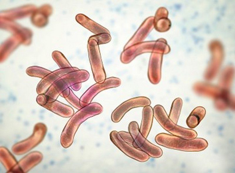 بیماری پاستورلوز یا وبای طیور؛ از علت تا درمان