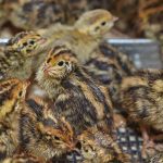 مدیریت کوکسیدیوز در گله های بلدرچین