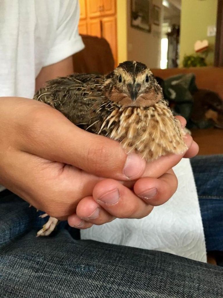 مدیریت کوکسیدیوز در گله های بلدرچین