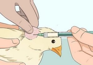 بیماری پاستورلوز یا وبای طیور؛ از علت تا درمان