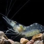 انواع بیماری‌ در پرورش میگو؛ شناسایی، پیشگیری و مدیریت