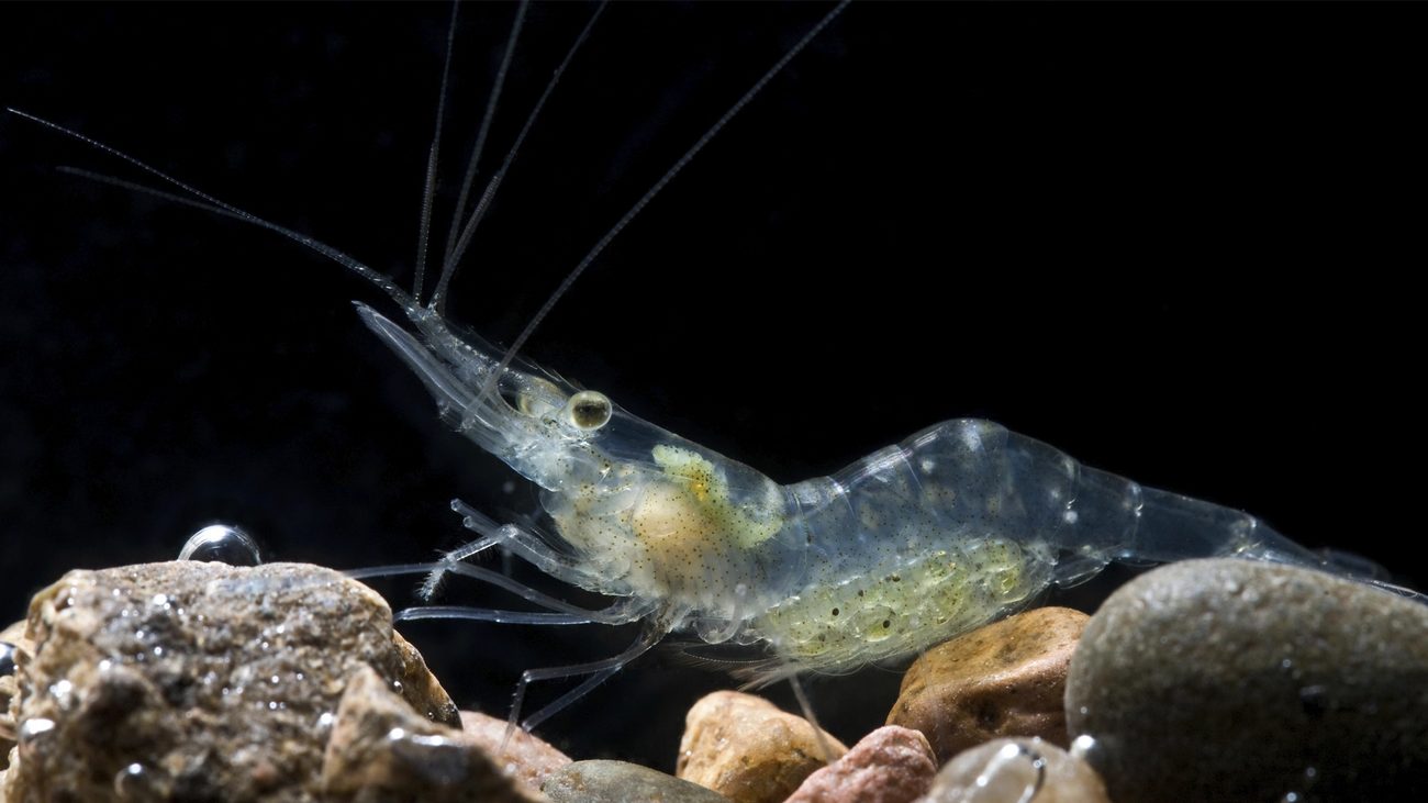 انواع بیماری در پرورش میگو؛ شناسایی، پیشگیری و مدیریت