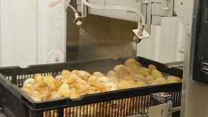 بیماری پاستورلوز یا وبای طیور؛ از علت تا درمان