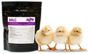 بیماری پاستورلوز یا وبای طیور؛ از علت تا درمان