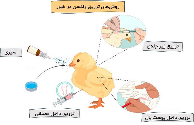 بیماری پاستورلوز یا وبای طیور؛ از علت تا درمان