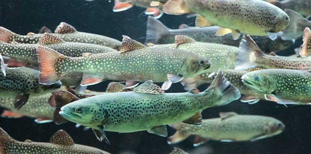 نقش اسیدی‌فایرها در پرورش آبزیان
