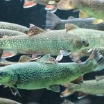 نقش اسیدی‌فایرها در پرورش آبزیان