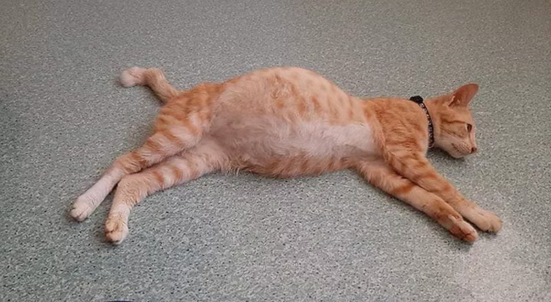 بیماری پریتونیت عفونی گربه سانان (FIP); از علت تا درمان