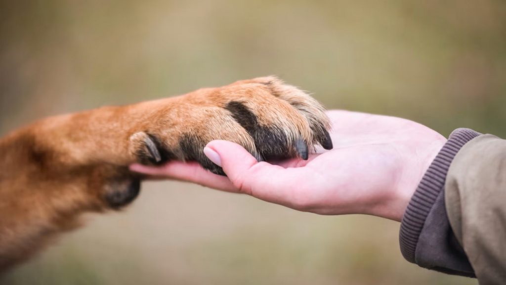 مهم‌ترین بیماری‌های مشترک بین انسان و حیوانات خانگی