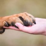 مهم‌ترین بیماری‌های مشترک بین انسان و حیوانات خانگی