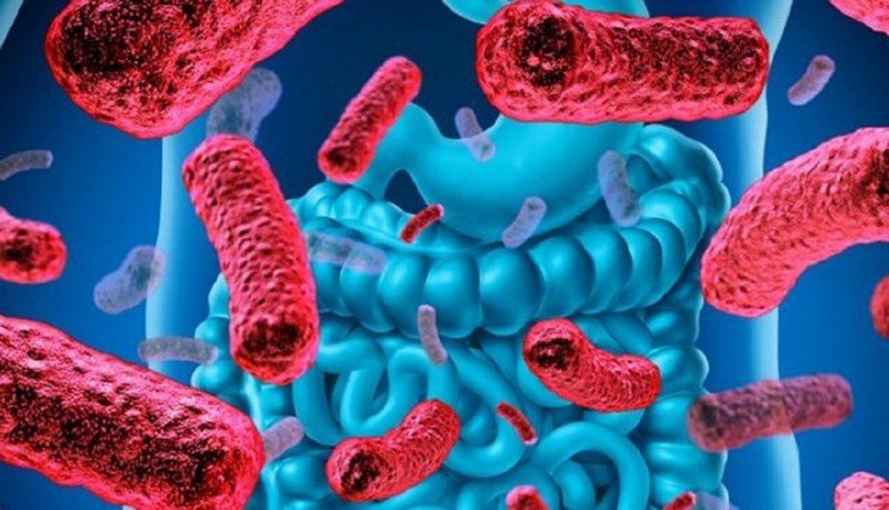 مهم‌ترین بیماری‌های مشترک بین انسان و حیوانات خانگی