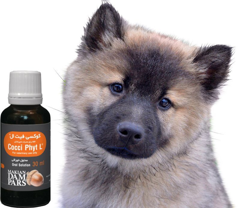 پاروویروس در سگ، از علت تا درمان 