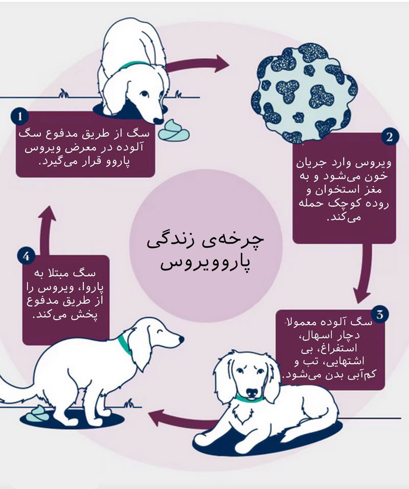 پاروویروس در سگ، از علت تا درمان 