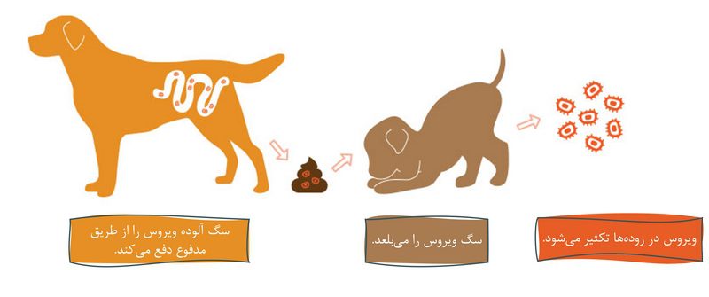 پاروویروس در سگ، از علت تا درمان 