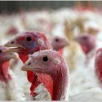 بیماری رینوتراکئیت (TRT) یا کله بادی در بوقلمون چیست؟