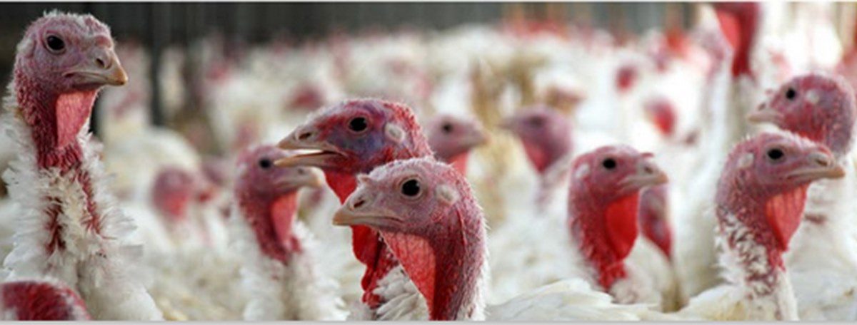 بیماری رینوتراکئیت (TRT) یا کله بادی در بوقلمون چیست؟