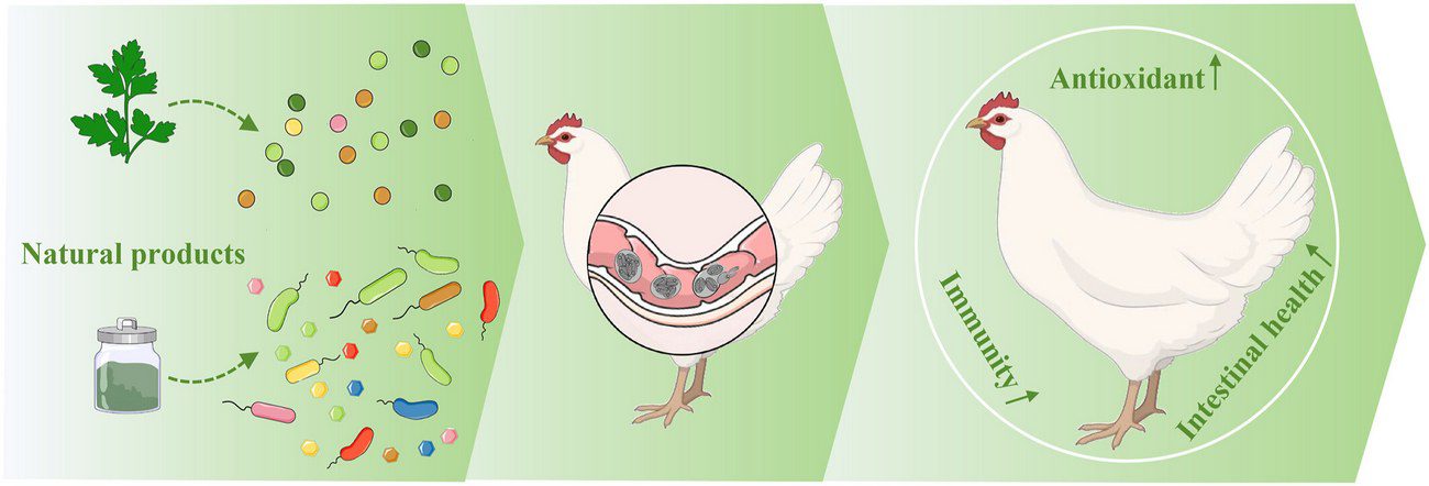 تشخیص کوکسیدیوز; پیشرفت های یکپارچه و استراتژی های نوظهور